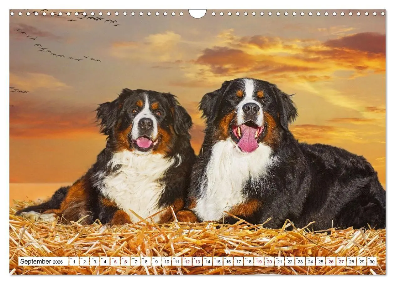 Bild: 9783516718607 | Berner Sennenhunde - Freunde für ein ganzes Leben (Wandkalender...