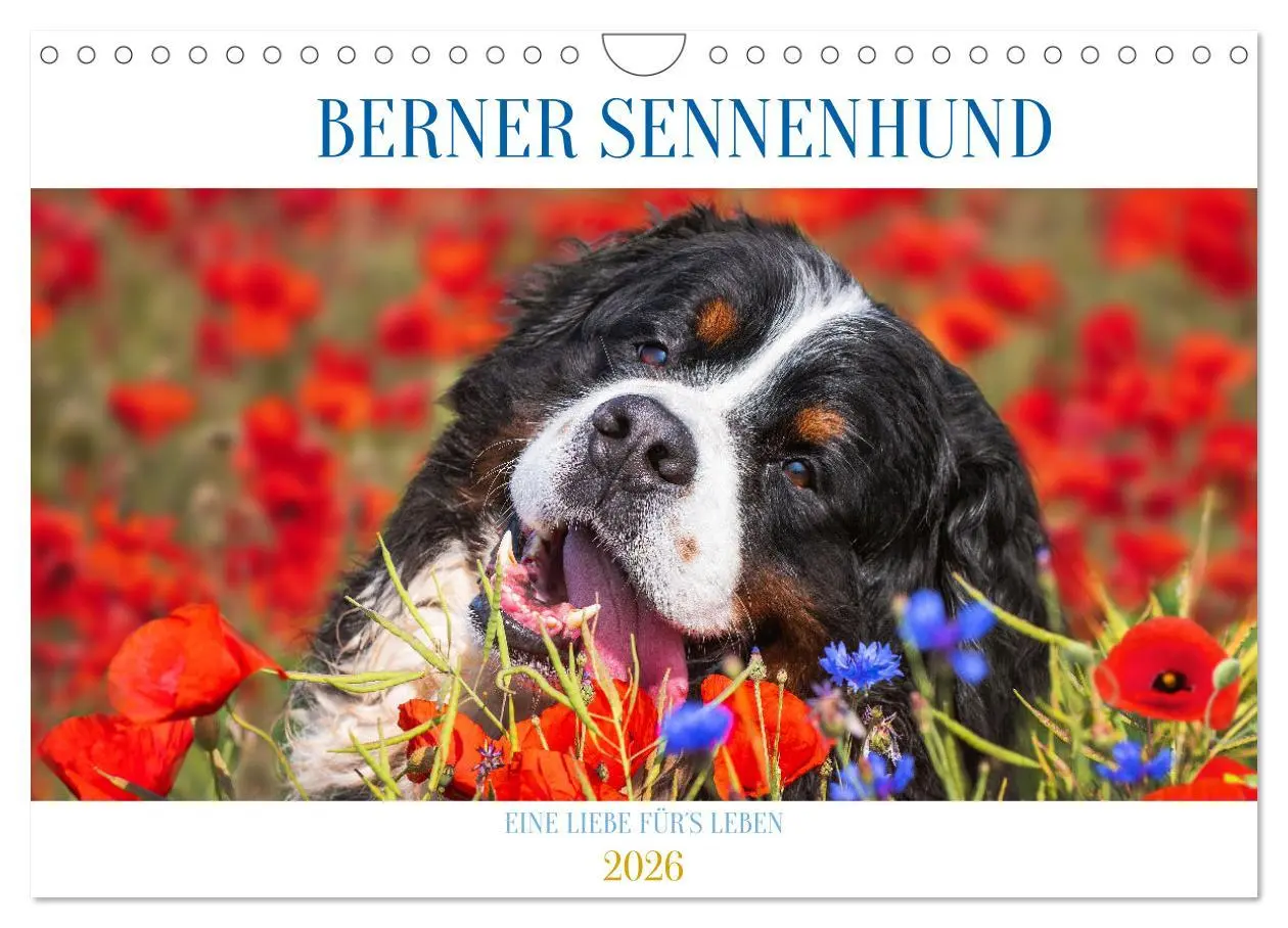 Cover: 9783457548707 | Berner Sennenhund - Eine Liebe für´s Leben (Wandkalender 2026 DIN...