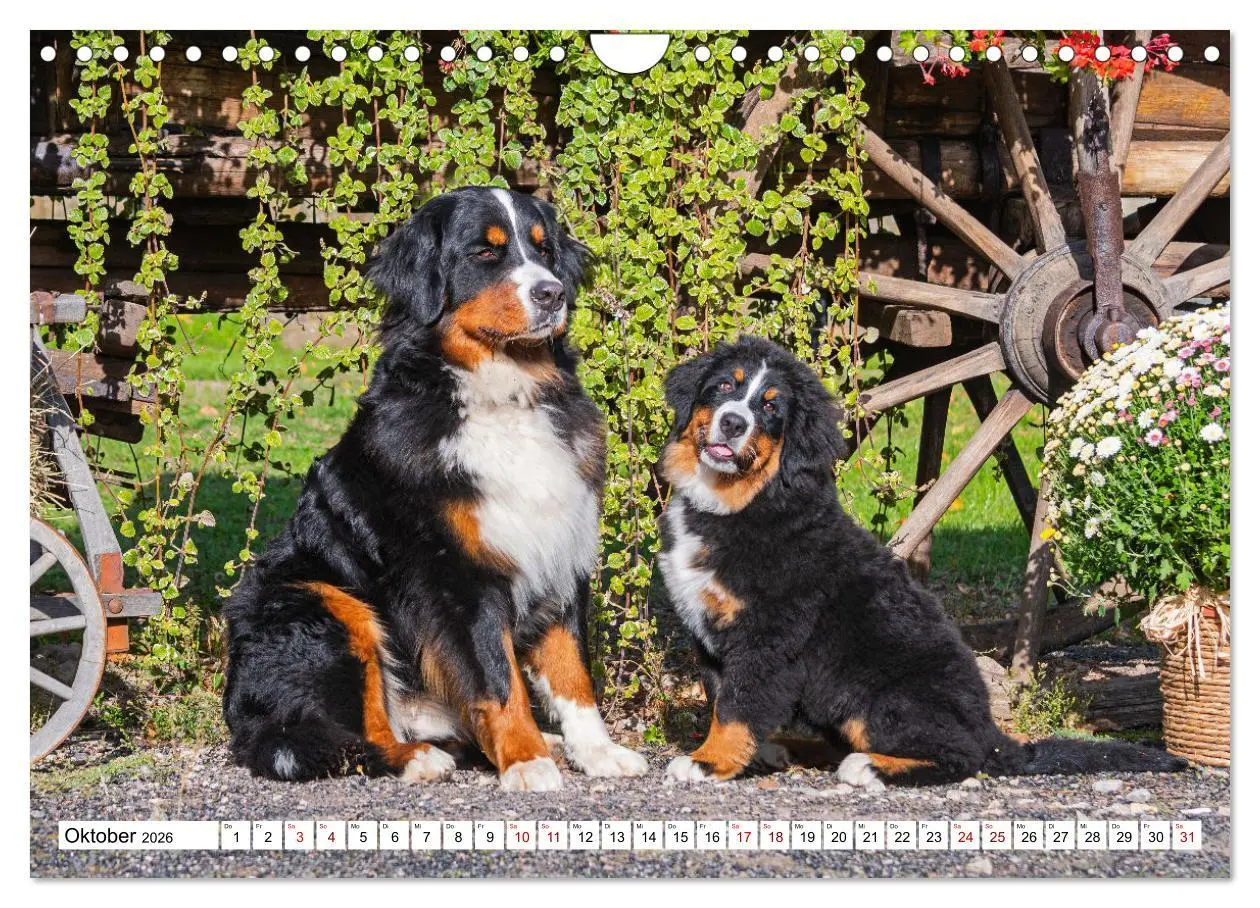Bild: 9783457548707 | Berner Sennenhund - Eine Liebe für´s Leben (Wandkalender 2026 DIN...