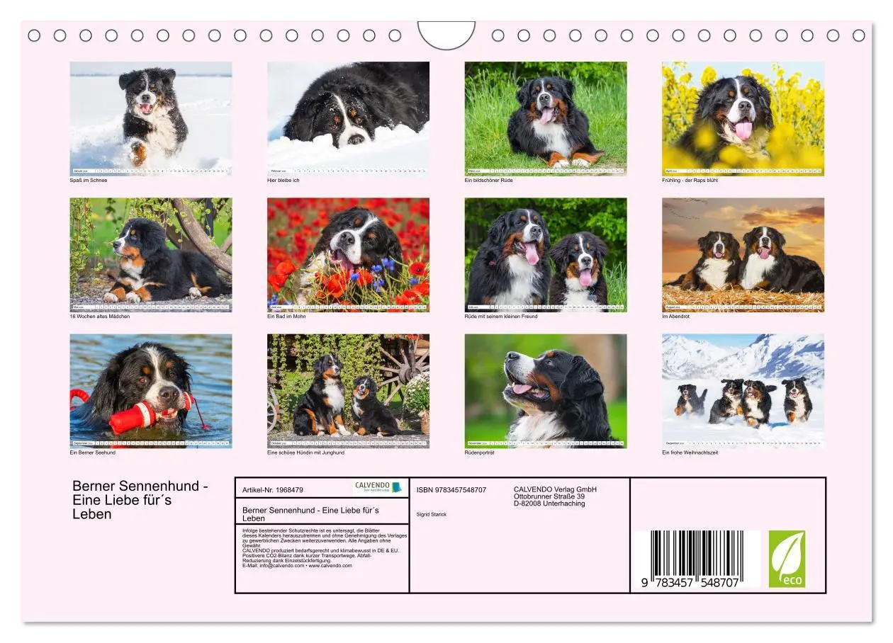 Bild: 9783457548707 | Berner Sennenhund - Eine Liebe für´s Leben (Wandkalender 2026 DIN...