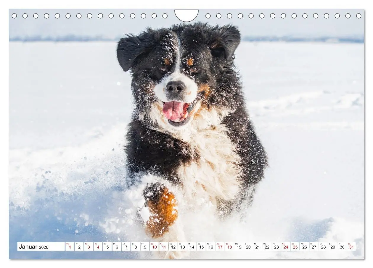 Bild: 9783457548707 | Berner Sennenhund - Eine Liebe für´s Leben (Wandkalender 2026 DIN...