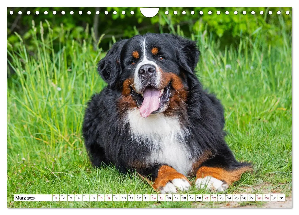 Bild: 9783457548707 | Berner Sennenhund - Eine Liebe für´s Leben (Wandkalender 2026 DIN...