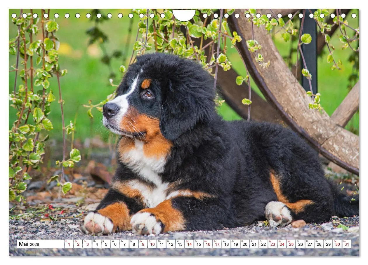 Bild: 9783457548707 | Berner Sennenhund - Eine Liebe für´s Leben (Wandkalender 2026 DIN...