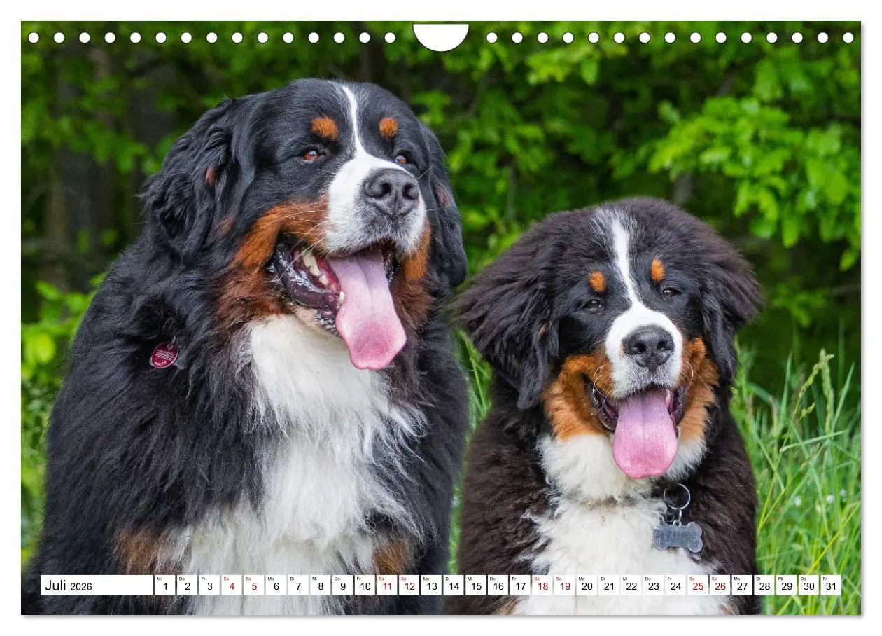 Bild: 9783457548707 | Berner Sennenhund - Eine Liebe für´s Leben (Wandkalender 2026 DIN...