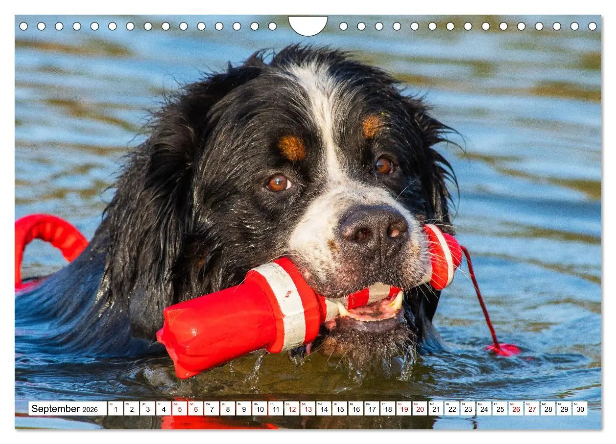 Bild: 9783457548707 | Berner Sennenhund - Eine Liebe für´s Leben (Wandkalender 2026 DIN...