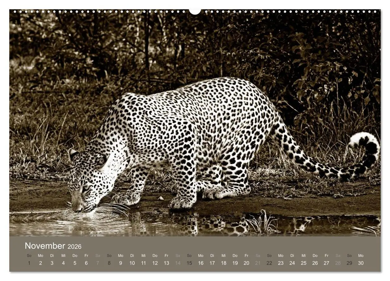 Bild: 9783516188707 | Wildes Afrika (hochwertiger Premium Wandkalender 2026 DIN A2 quer),...