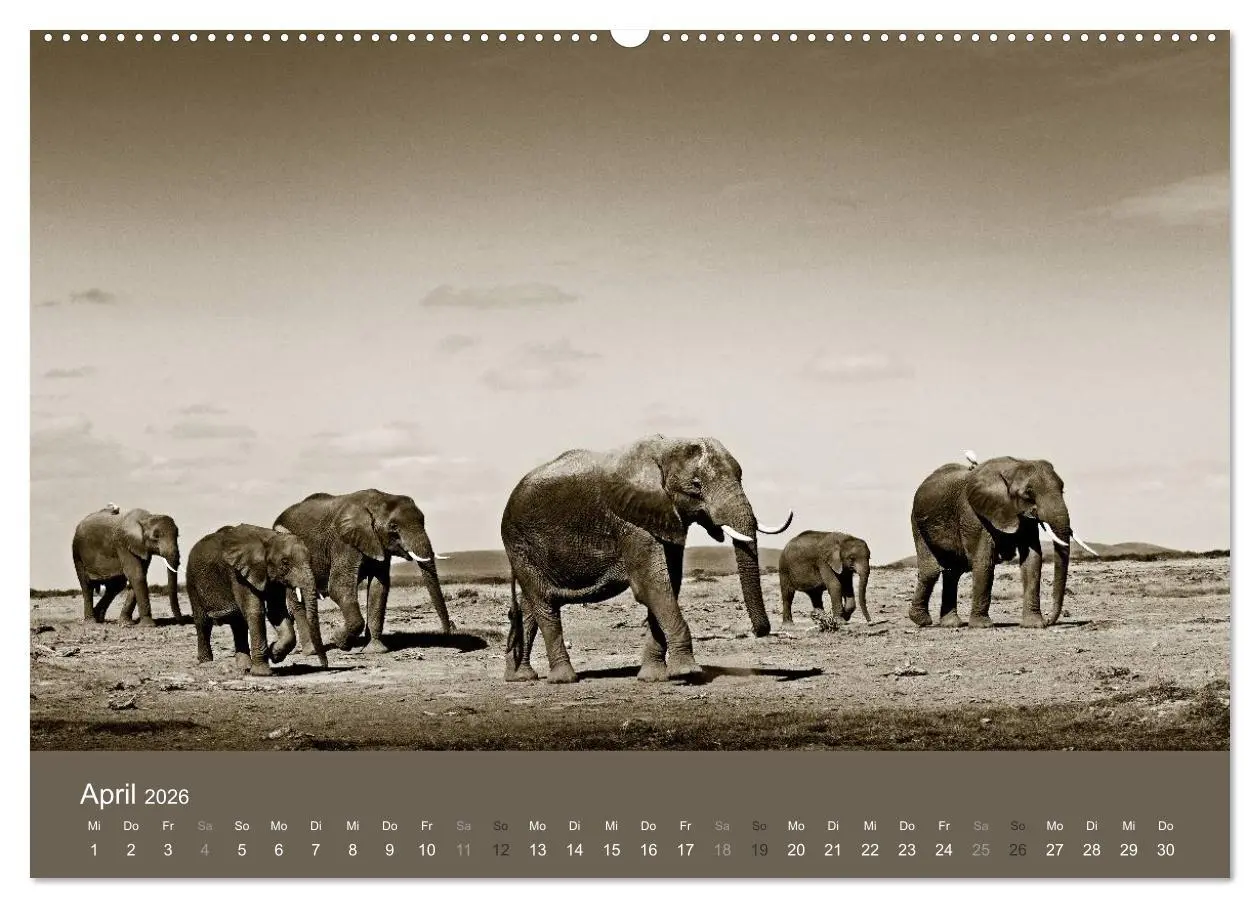 Bild: 9783516188707 | Wildes Afrika (hochwertiger Premium Wandkalender 2026 DIN A2 quer),...