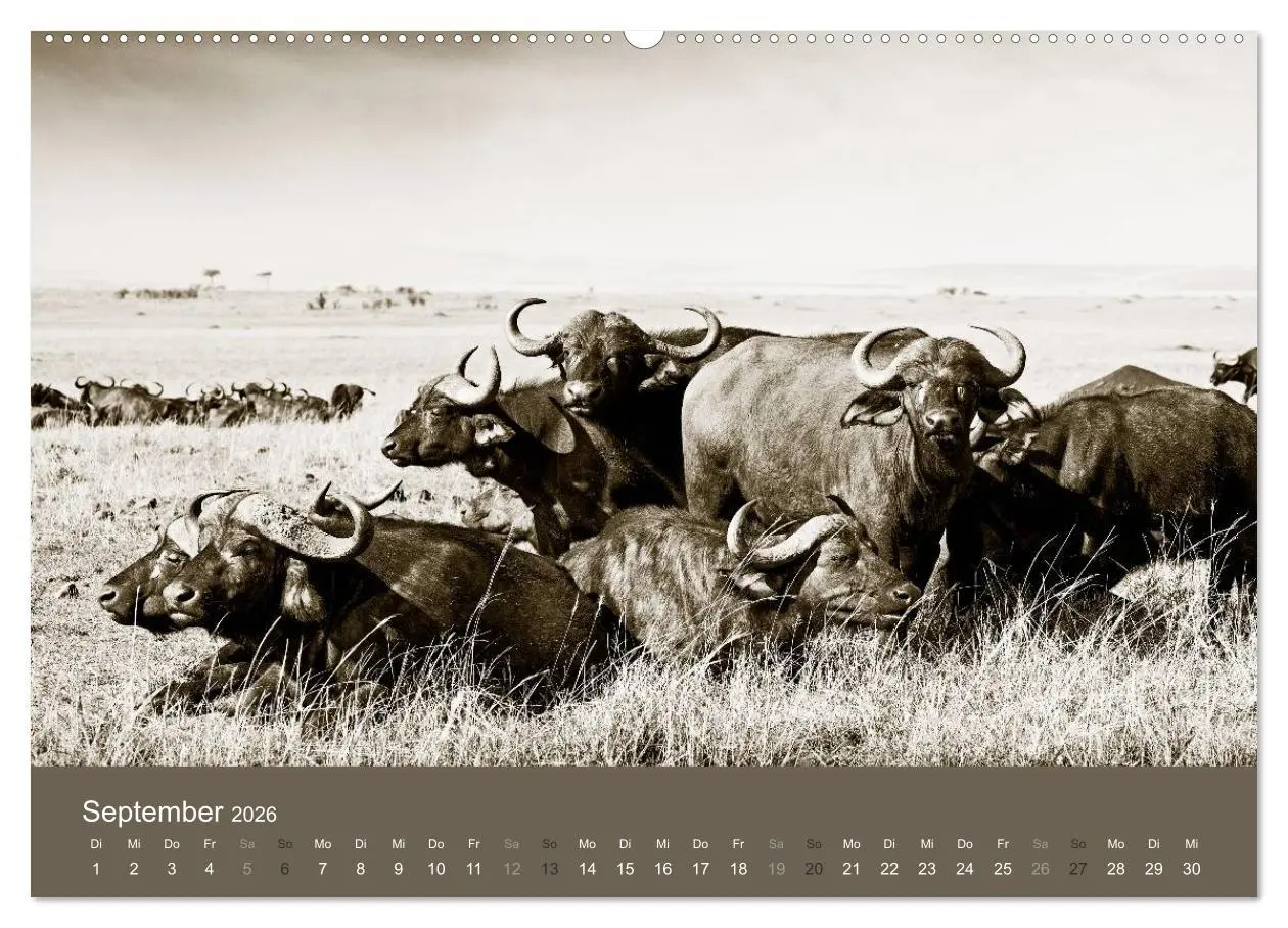 Bild: 9783516188707 | Wildes Afrika (hochwertiger Premium Wandkalender 2026 DIN A2 quer),...
