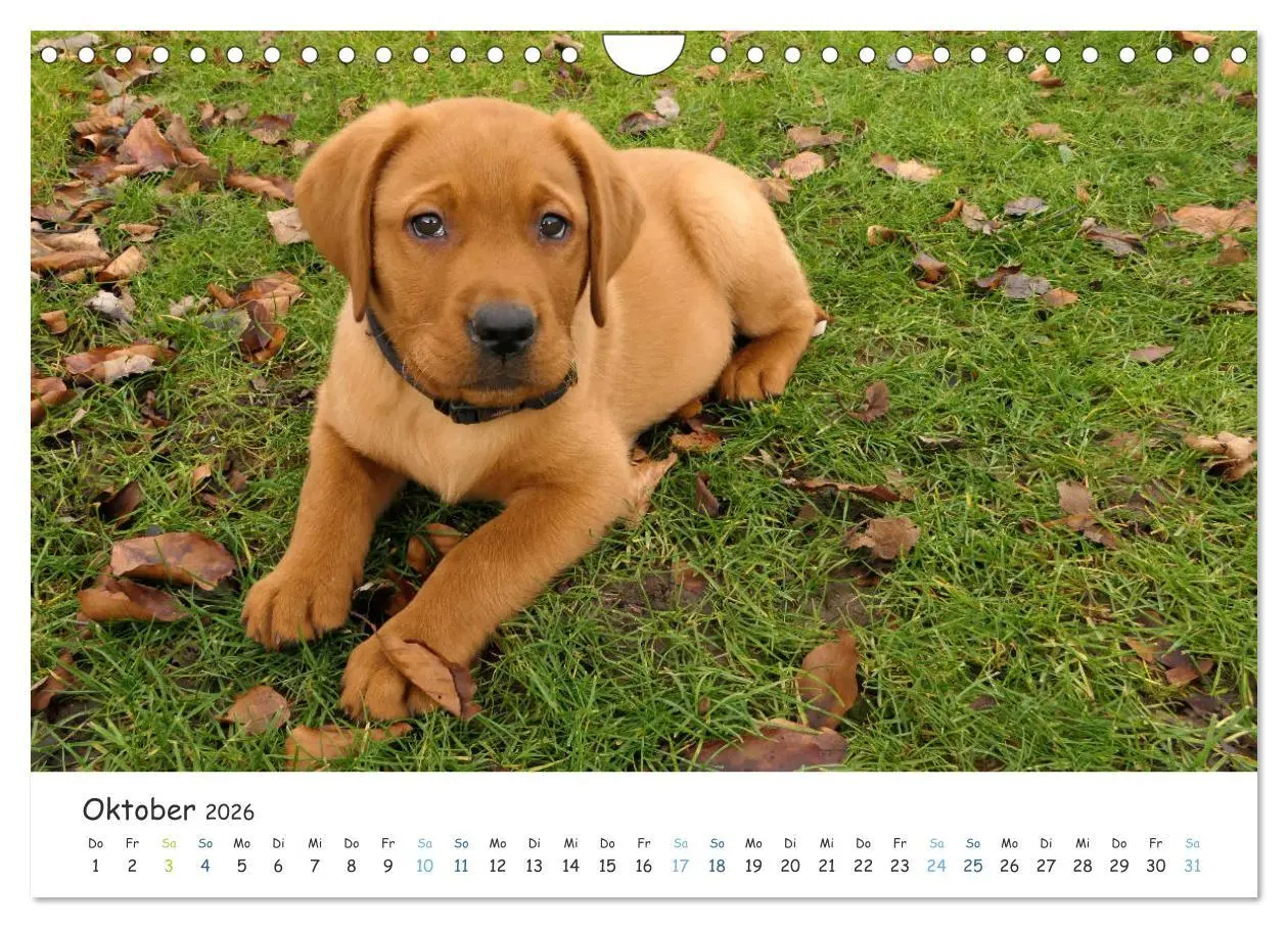 Bild: 9783457778807 | Lebensfrohe Labradore (Wandkalender 2026 DIN A4 quer), CALVENDO...
