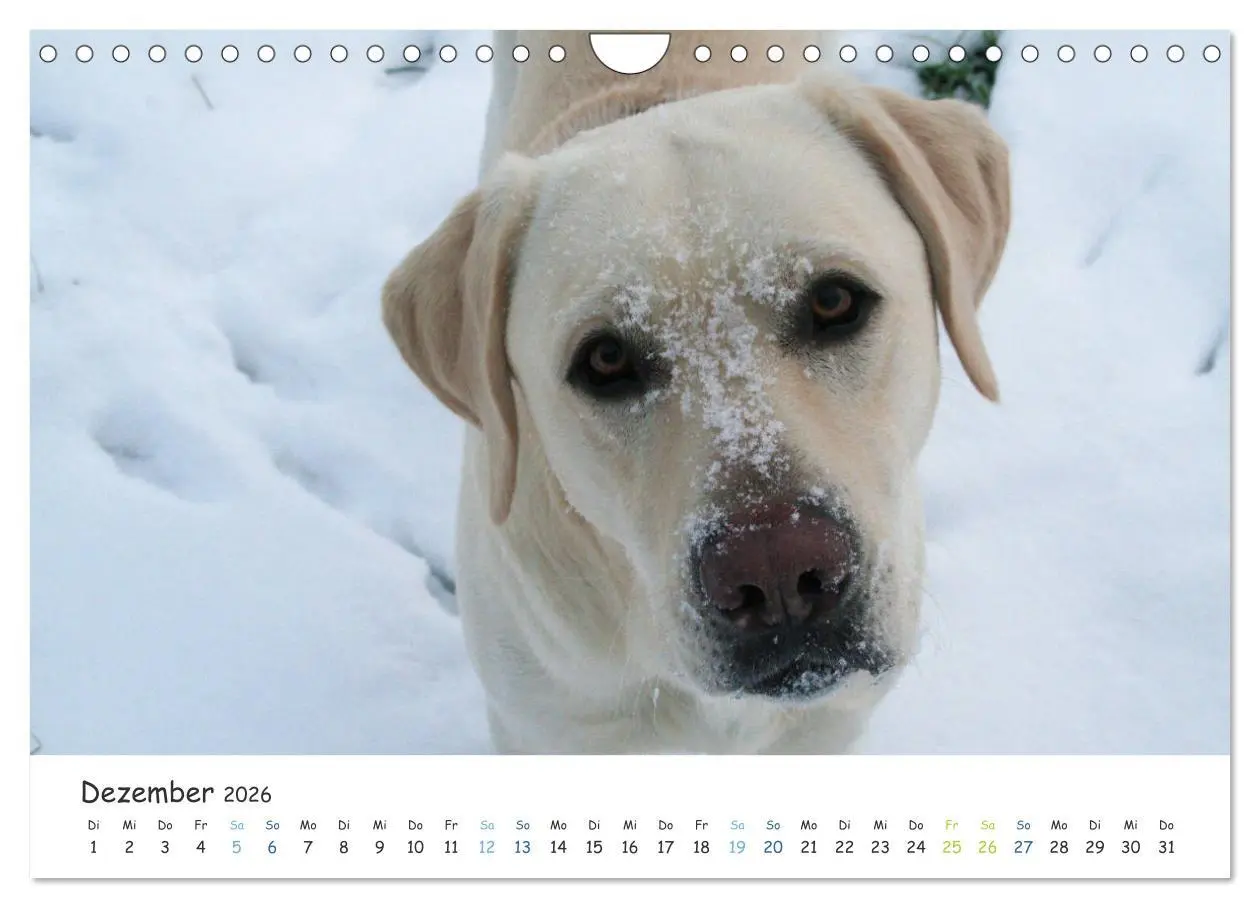 Bild: 9783457778807 | Lebensfrohe Labradore (Wandkalender 2026 DIN A4 quer), CALVENDO...