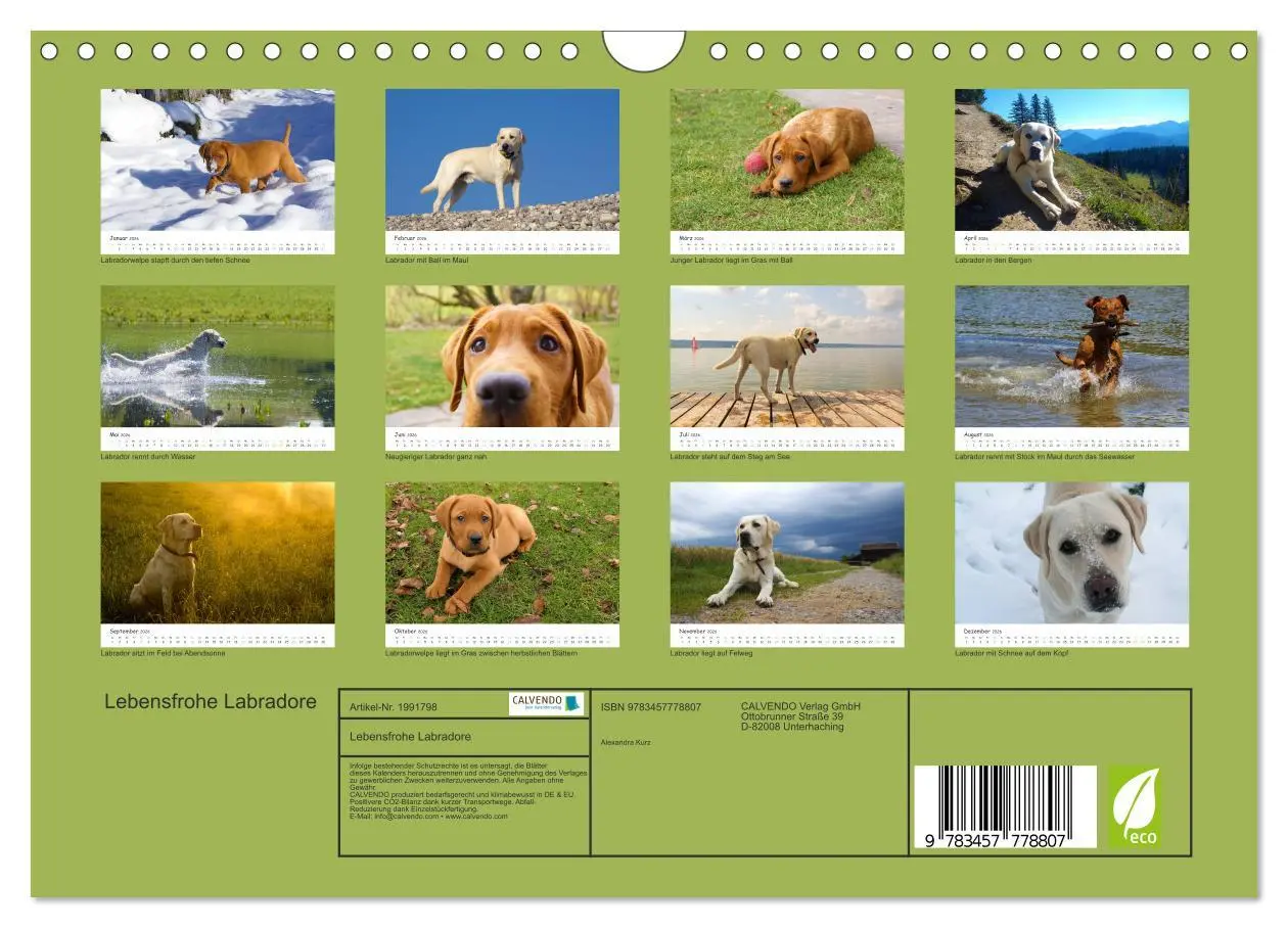 Bild: 9783457778807 | Lebensfrohe Labradore (Wandkalender 2026 DIN A4 quer), CALVENDO...