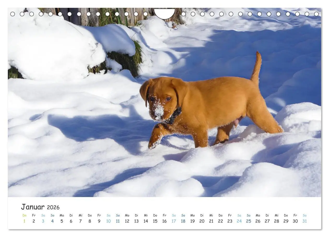 Bild: 9783457778807 | Lebensfrohe Labradore (Wandkalender 2026 DIN A4 quer), CALVENDO...