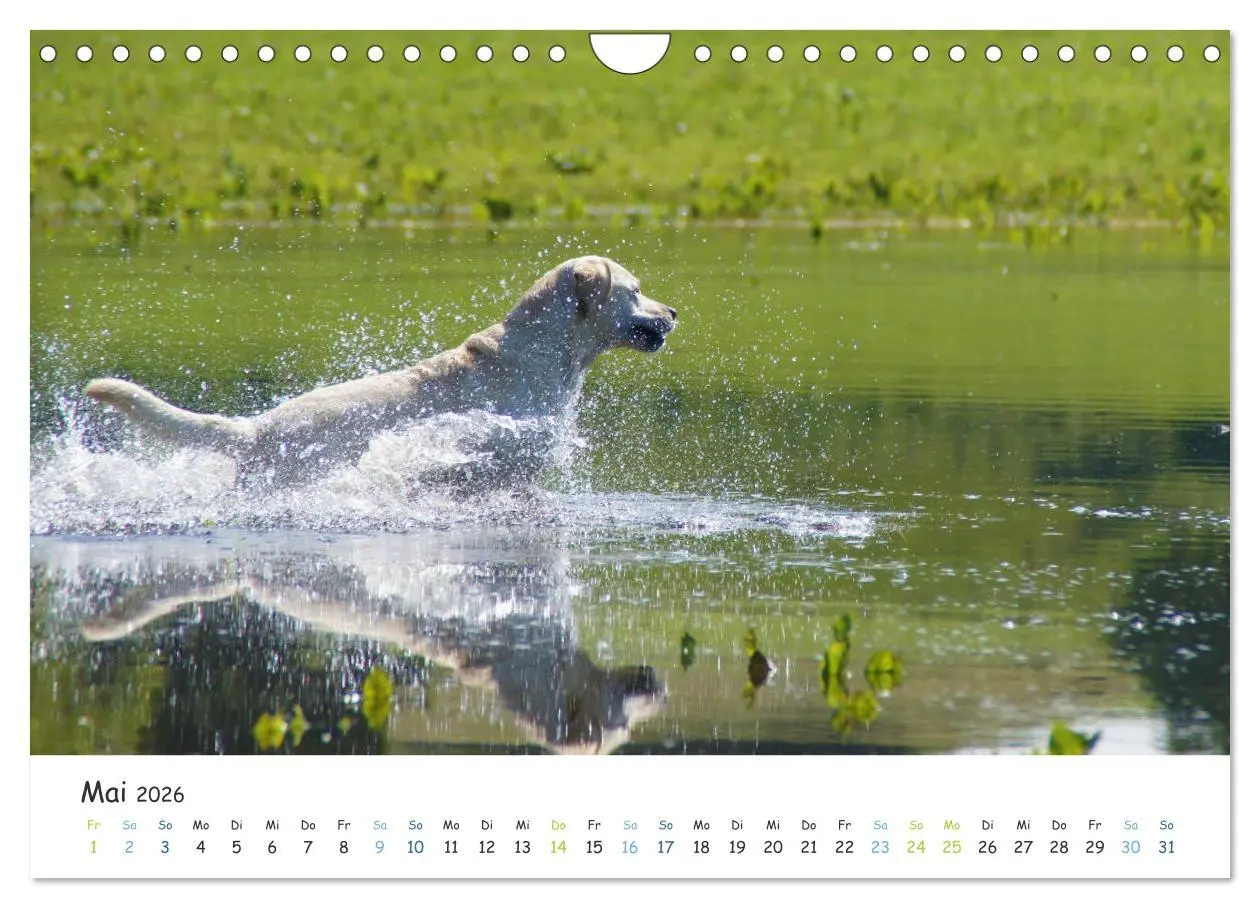 Bild: 9783457778807 | Lebensfrohe Labradore (Wandkalender 2026 DIN A4 quer), CALVENDO...