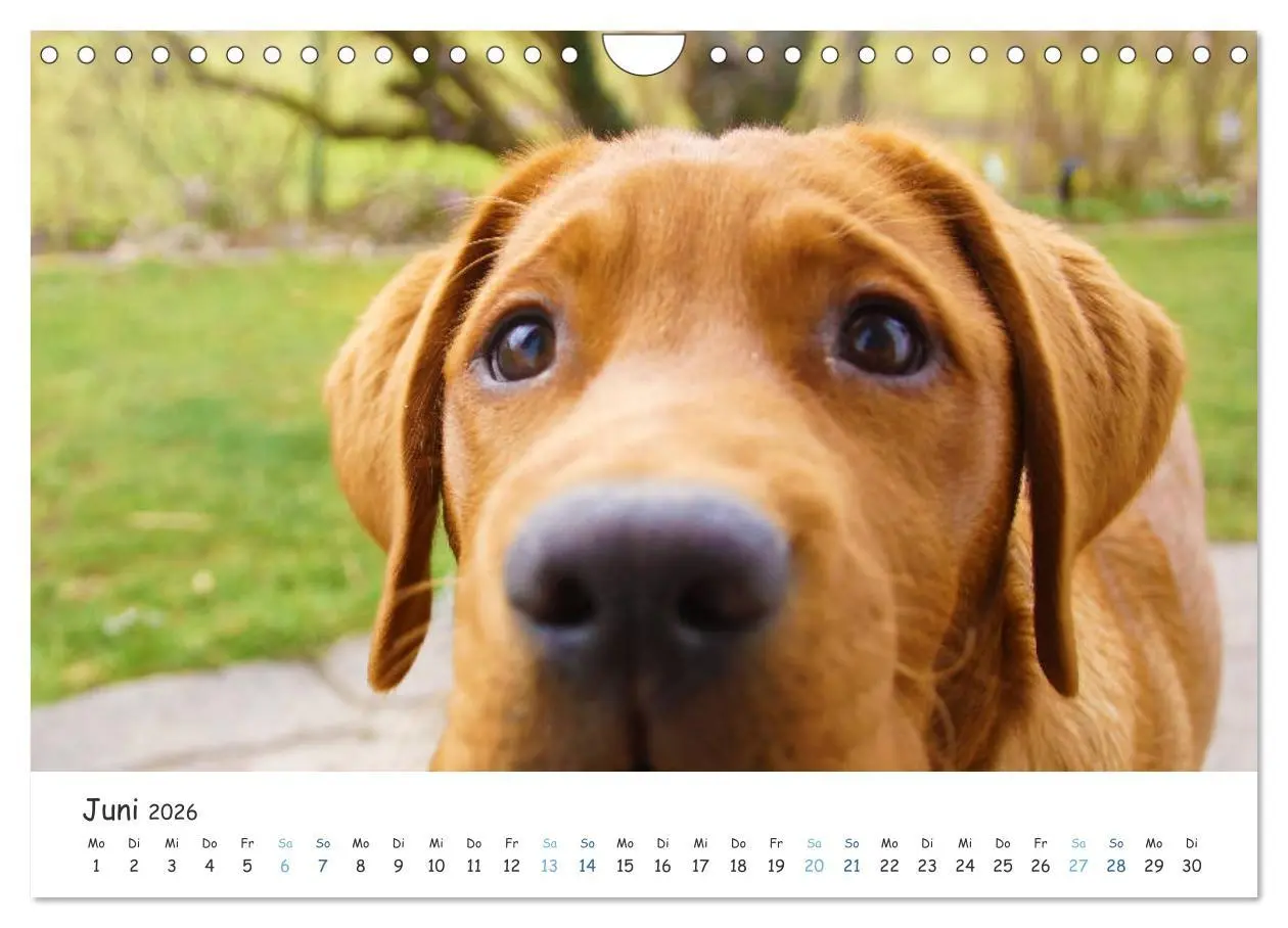 Bild: 9783457778807 | Lebensfrohe Labradore (Wandkalender 2026 DIN A4 quer), CALVENDO...