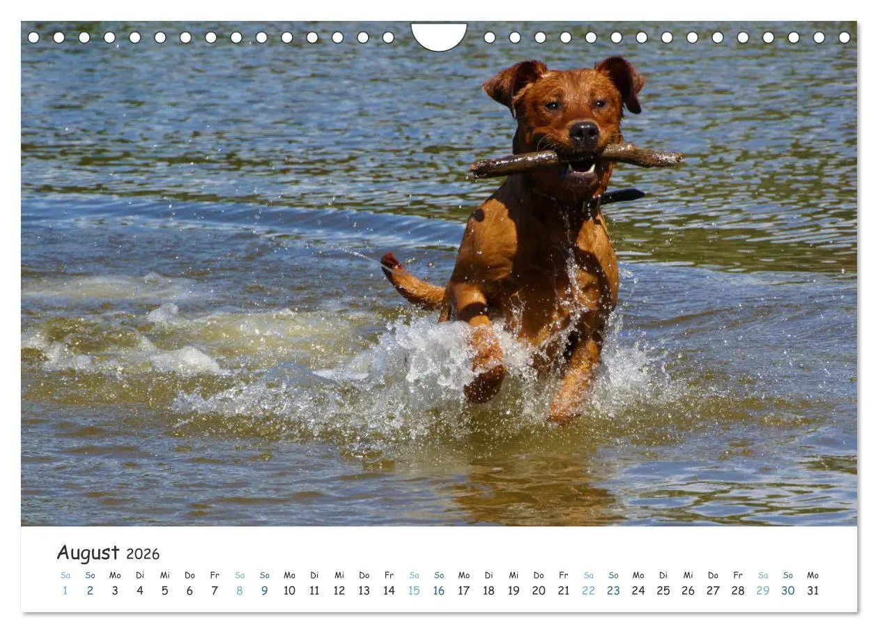 Bild: 9783457778807 | Lebensfrohe Labradore (Wandkalender 2026 DIN A4 quer), CALVENDO...