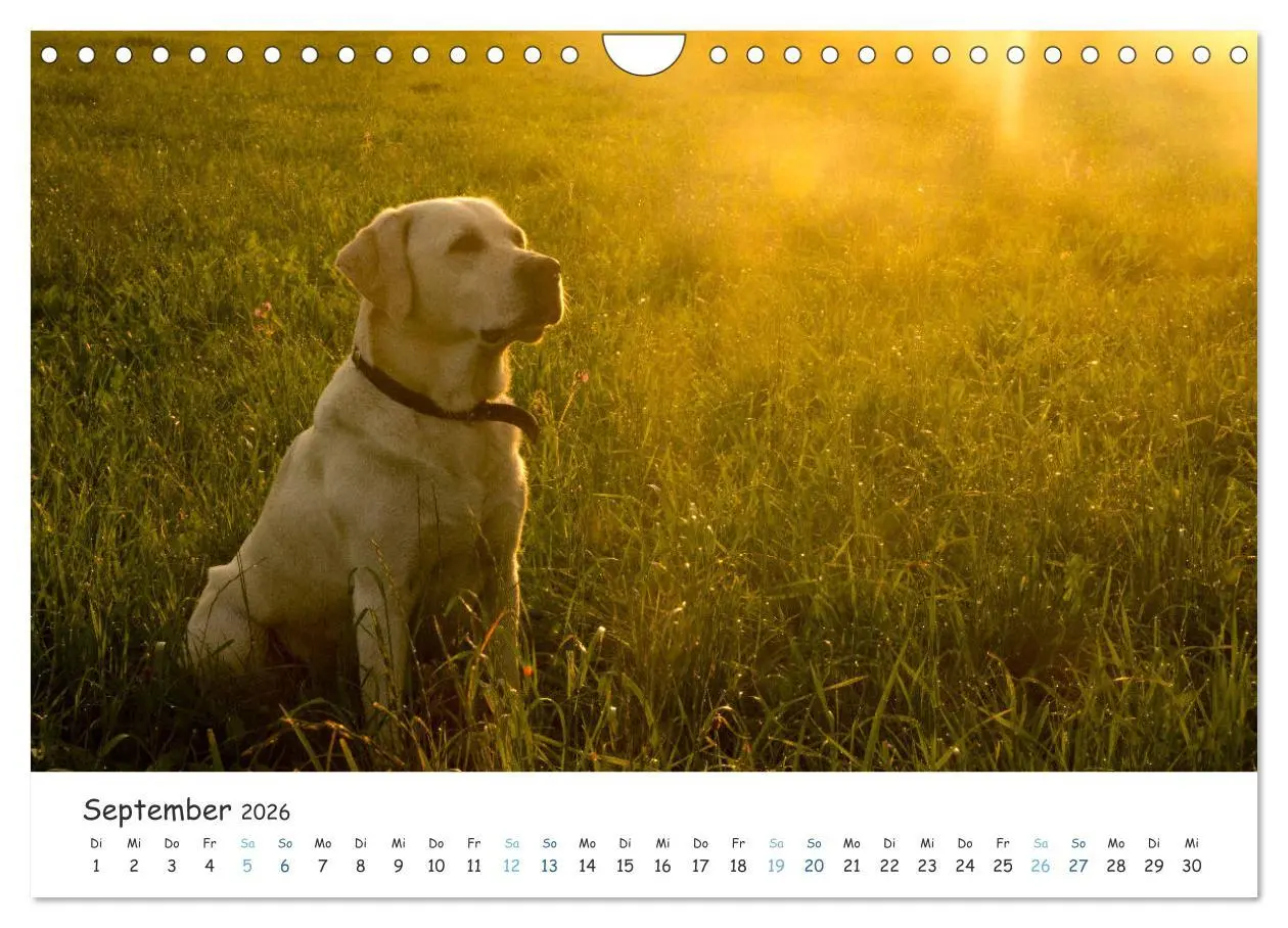 Bild: 9783457778807 | Lebensfrohe Labradore (Wandkalender 2026 DIN A4 quer), CALVENDO...