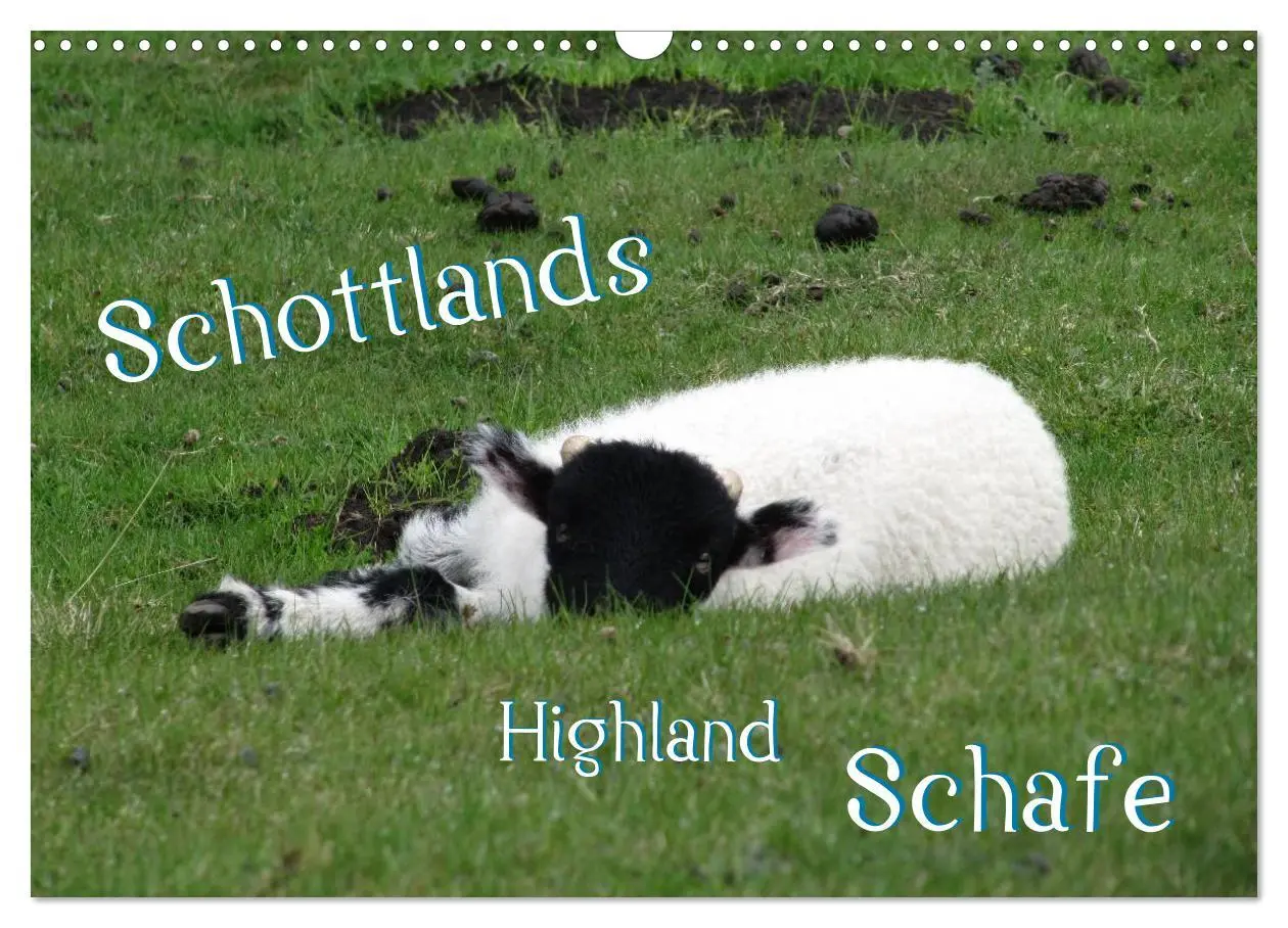 Cover: 9783516178807 | Schottlands Highland Schafe (Wandkalender 2026 DIN A3 quer),...