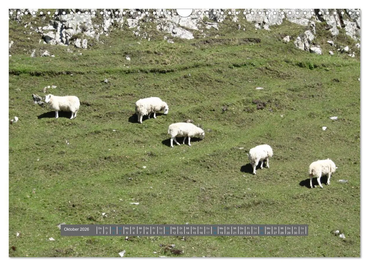 Bild: 9783516178807 | Schottlands Highland Schafe (Wandkalender 2026 DIN A3 quer),...