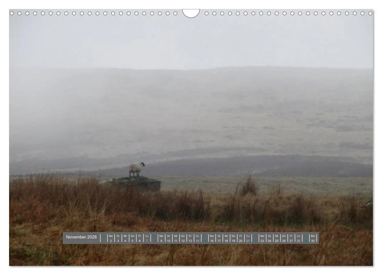 Bild: 9783516178807 | Schottlands Highland Schafe (Wandkalender 2026 DIN A3 quer),...