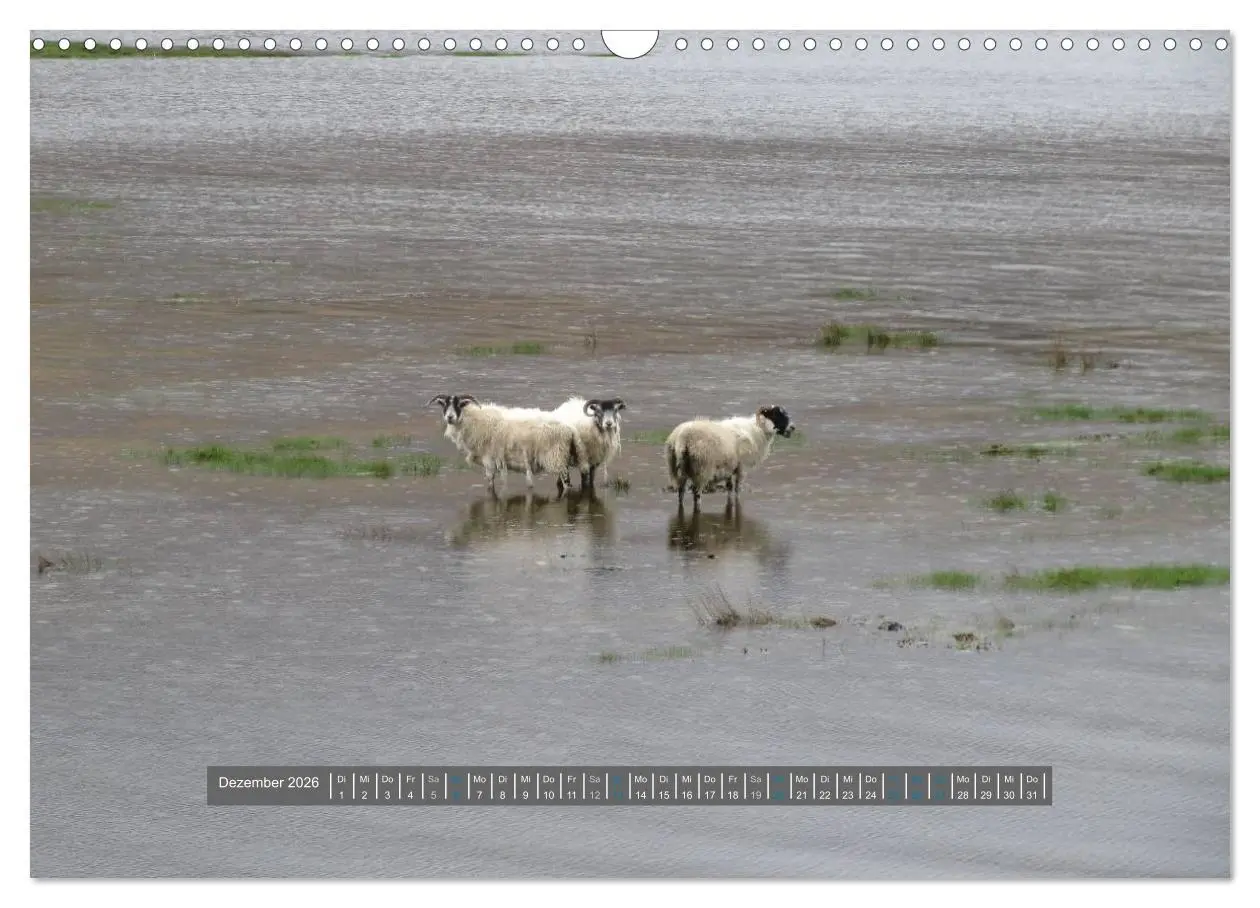 Bild: 9783516178807 | Schottlands Highland Schafe (Wandkalender 2026 DIN A3 quer),...