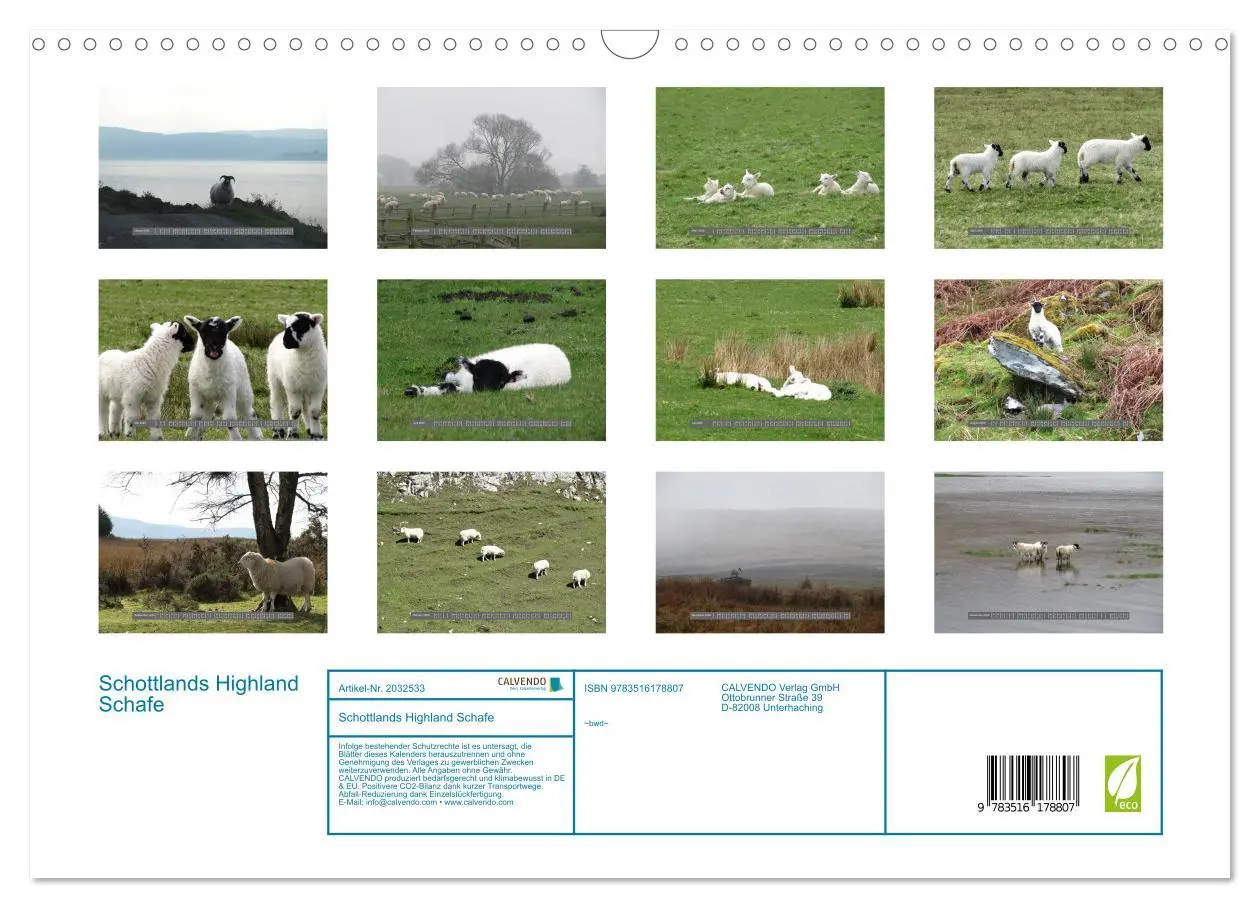 Bild: 9783516178807 | Schottlands Highland Schafe (Wandkalender 2026 DIN A3 quer),...