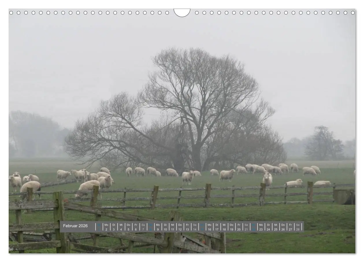 Bild: 9783516178807 | Schottlands Highland Schafe (Wandkalender 2026 DIN A3 quer),...
