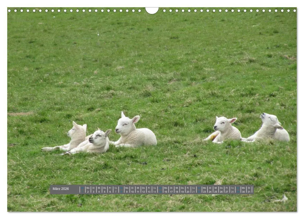 Bild: 9783516178807 | Schottlands Highland Schafe (Wandkalender 2026 DIN A3 quer),...