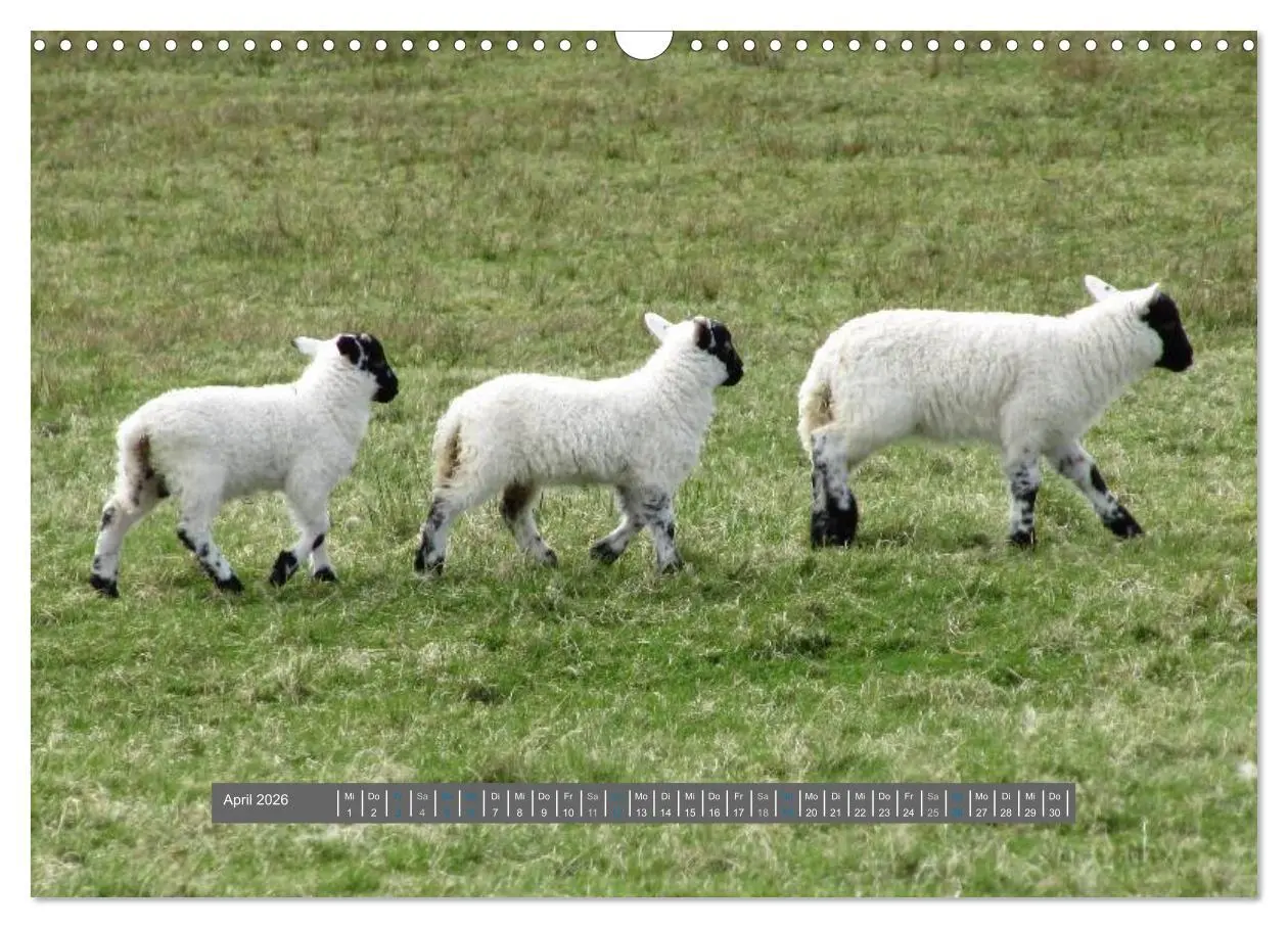Bild: 9783516178807 | Schottlands Highland Schafe (Wandkalender 2026 DIN A3 quer),...