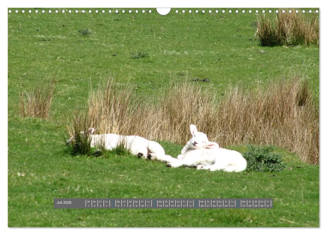 Bild: 9783516178807 | Schottlands Highland Schafe (Wandkalender 2026 DIN A3 quer),...