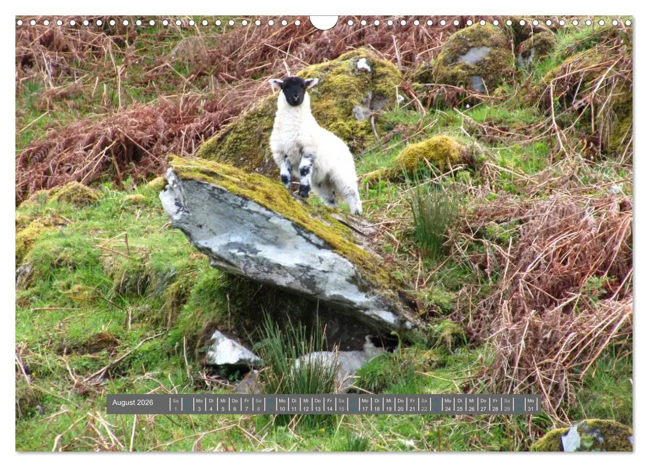 Bild: 9783516178807 | Schottlands Highland Schafe (Wandkalender 2026 DIN A3 quer),...