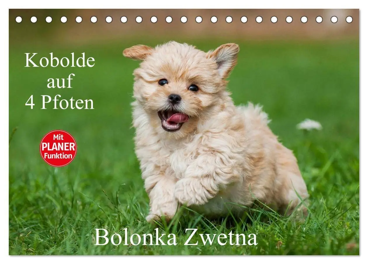 Kobolde auf 4 Pfoten - Bolonka Zwetna (Tischkalender 2027 DIN A5 quer), CALVENDO Monatskalender