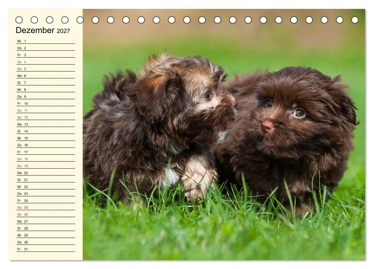 Bild: 9783569958807 | Kobolde auf 4 Pfoten - Bolonka Zwetna (Tischkalender 2027 DIN A5...