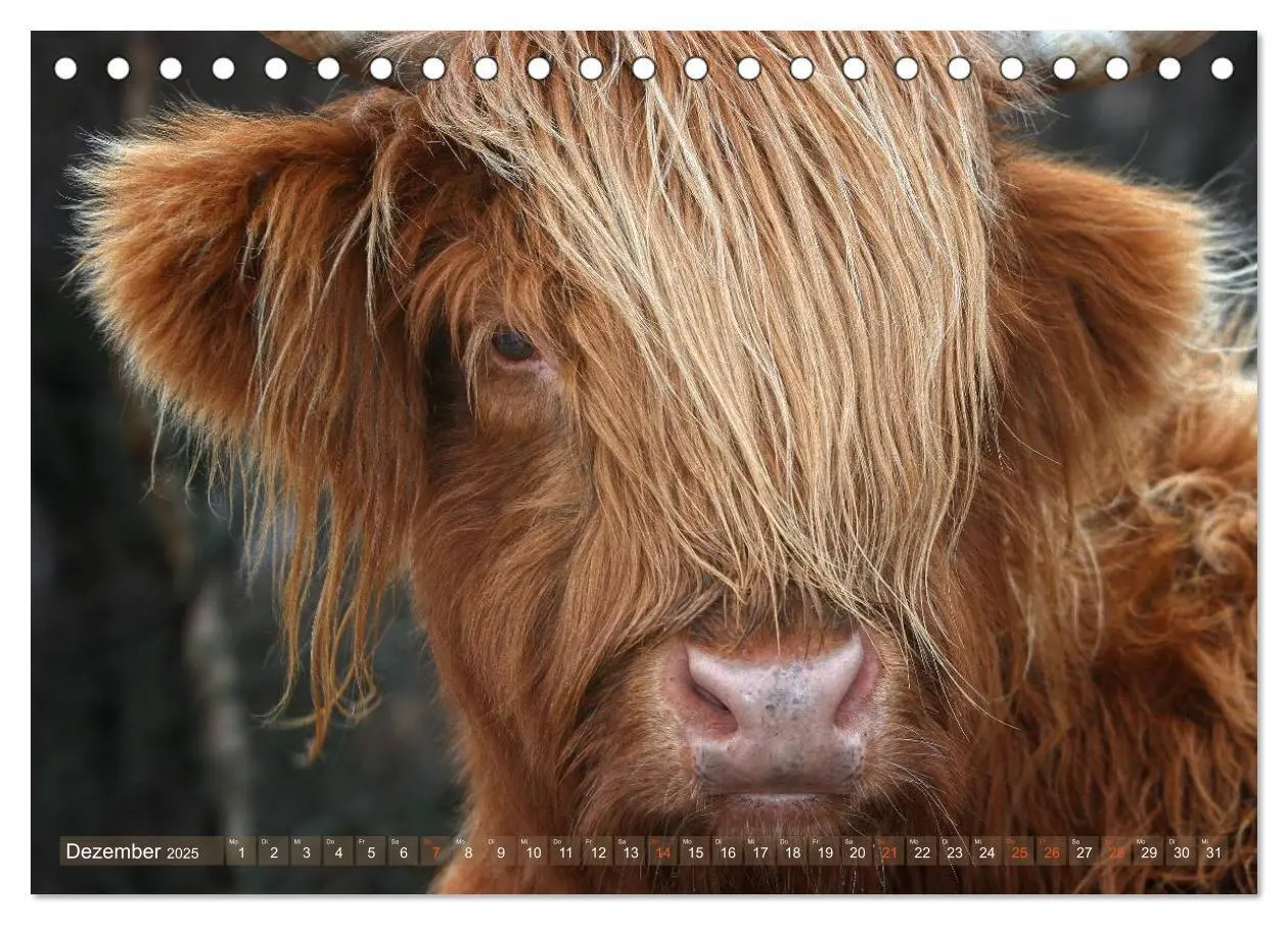 Bild: 9783435709007 | Schottische Hochlandrinder - Highland Cattle im Portrait...