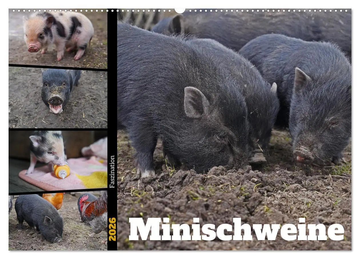 Cover: 9783457589007 | Faszination Minischweine (Wandkalender 2026 DIN A2 quer), CALVENDO...