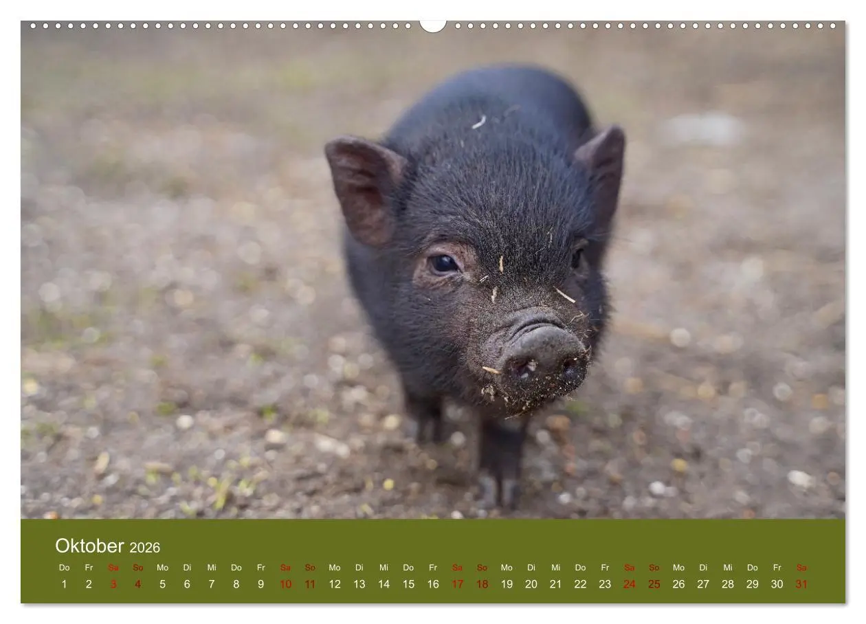 Bild: 9783457589007 | Faszination Minischweine (Wandkalender 2026 DIN A2 quer), CALVENDO...