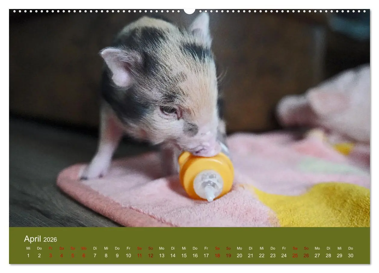 Bild: 9783457589007 | Faszination Minischweine (Wandkalender 2026 DIN A2 quer), CALVENDO...