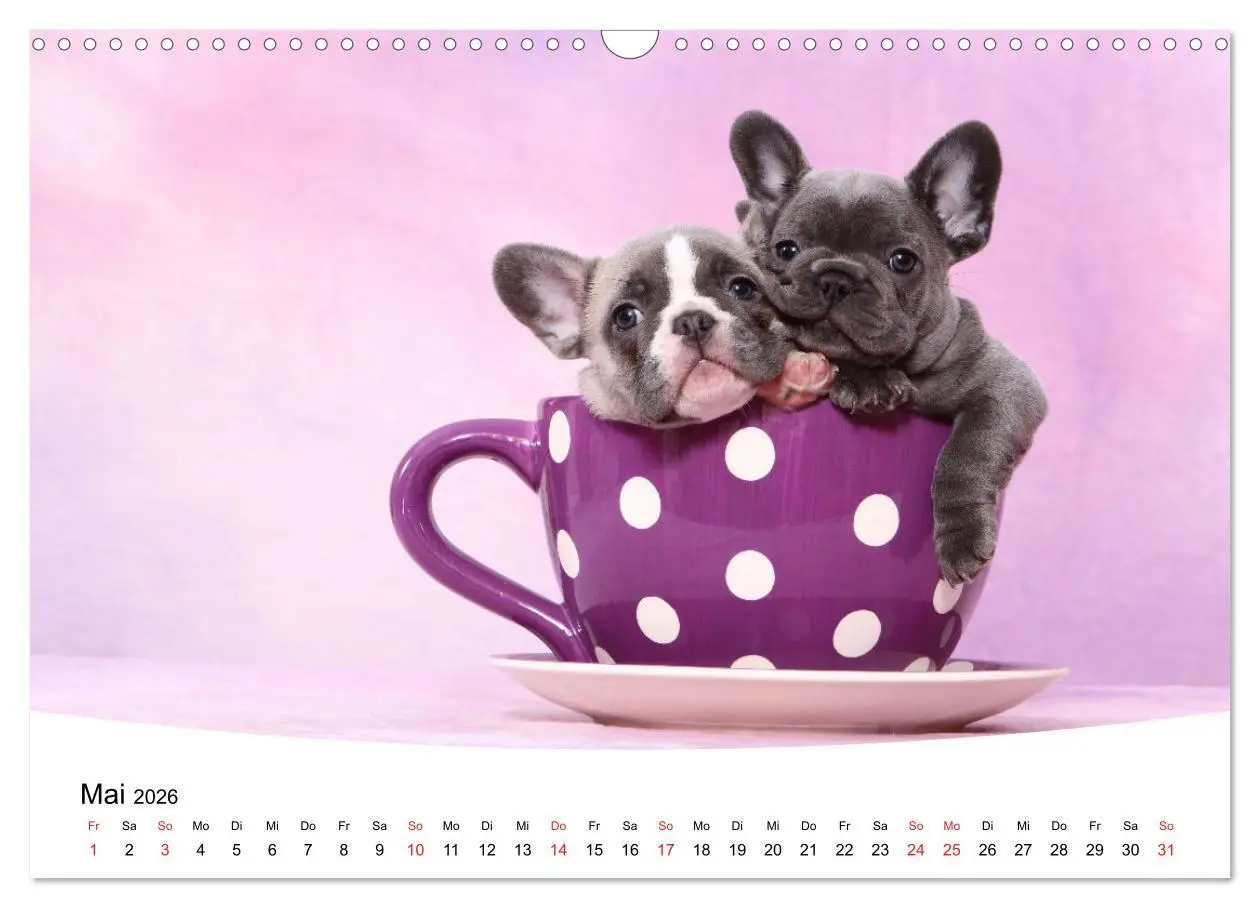Bild: 9783457729007 | Bullys - Französische Bulldoggen 2026 (Wandkalender 2026 DIN A3...