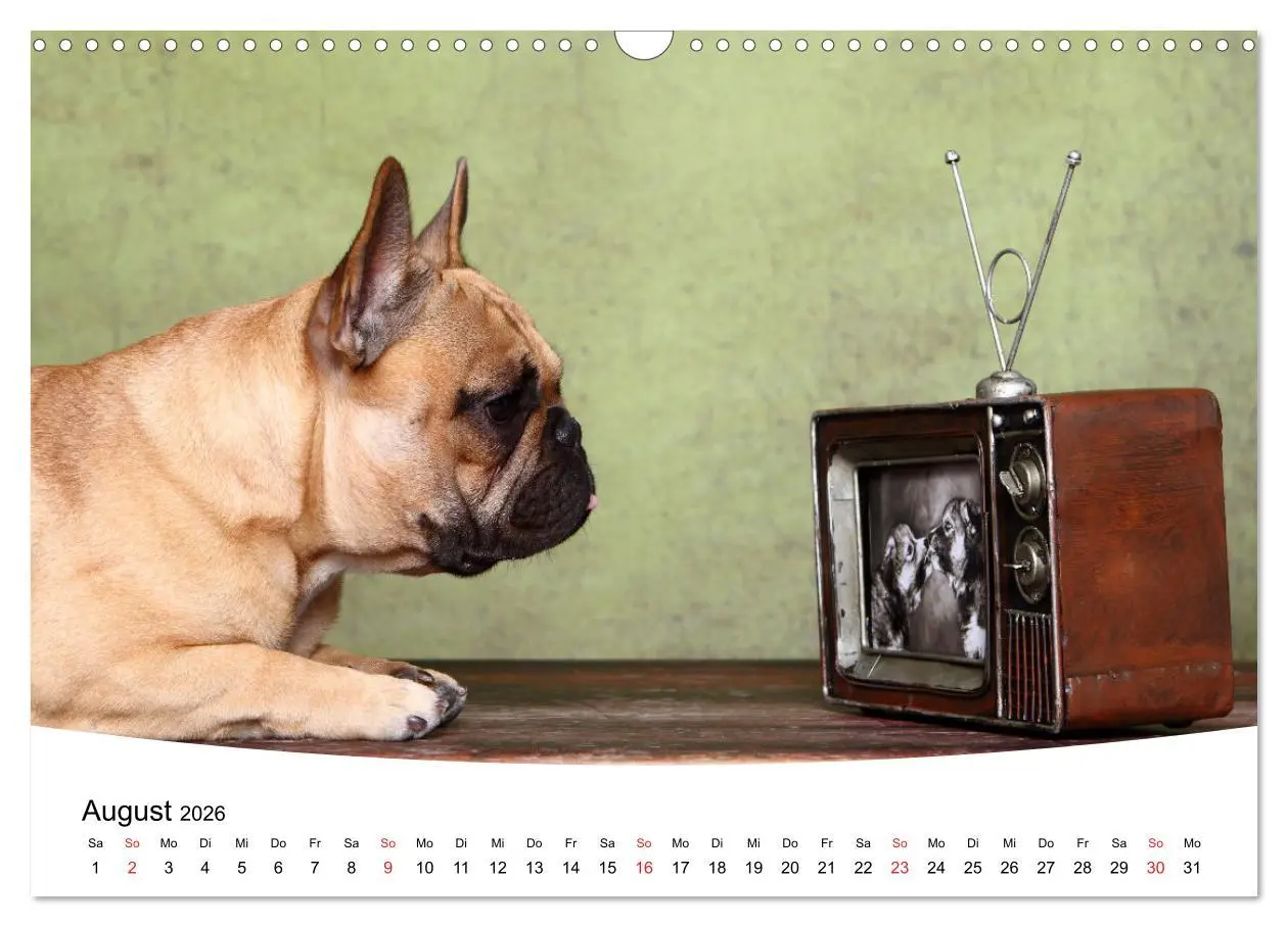 Bild: 9783457729007 | Bullys - Französische Bulldoggen 2026 (Wandkalender 2026 DIN A3...