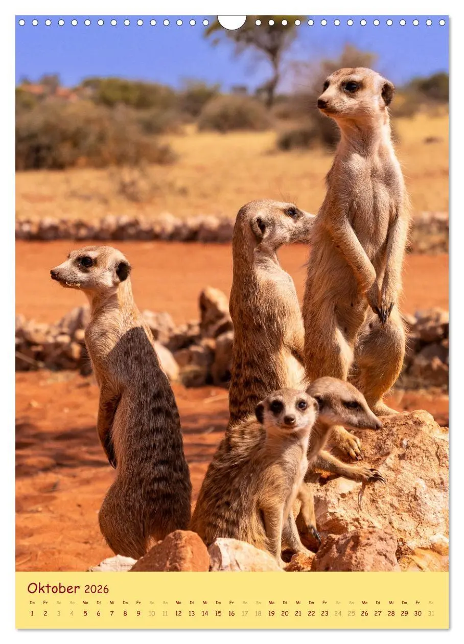Bild: 9783516299007 | Erdmännchen - Eine Kolonie in der Kalahari (Wandkalender 2026 DIN...