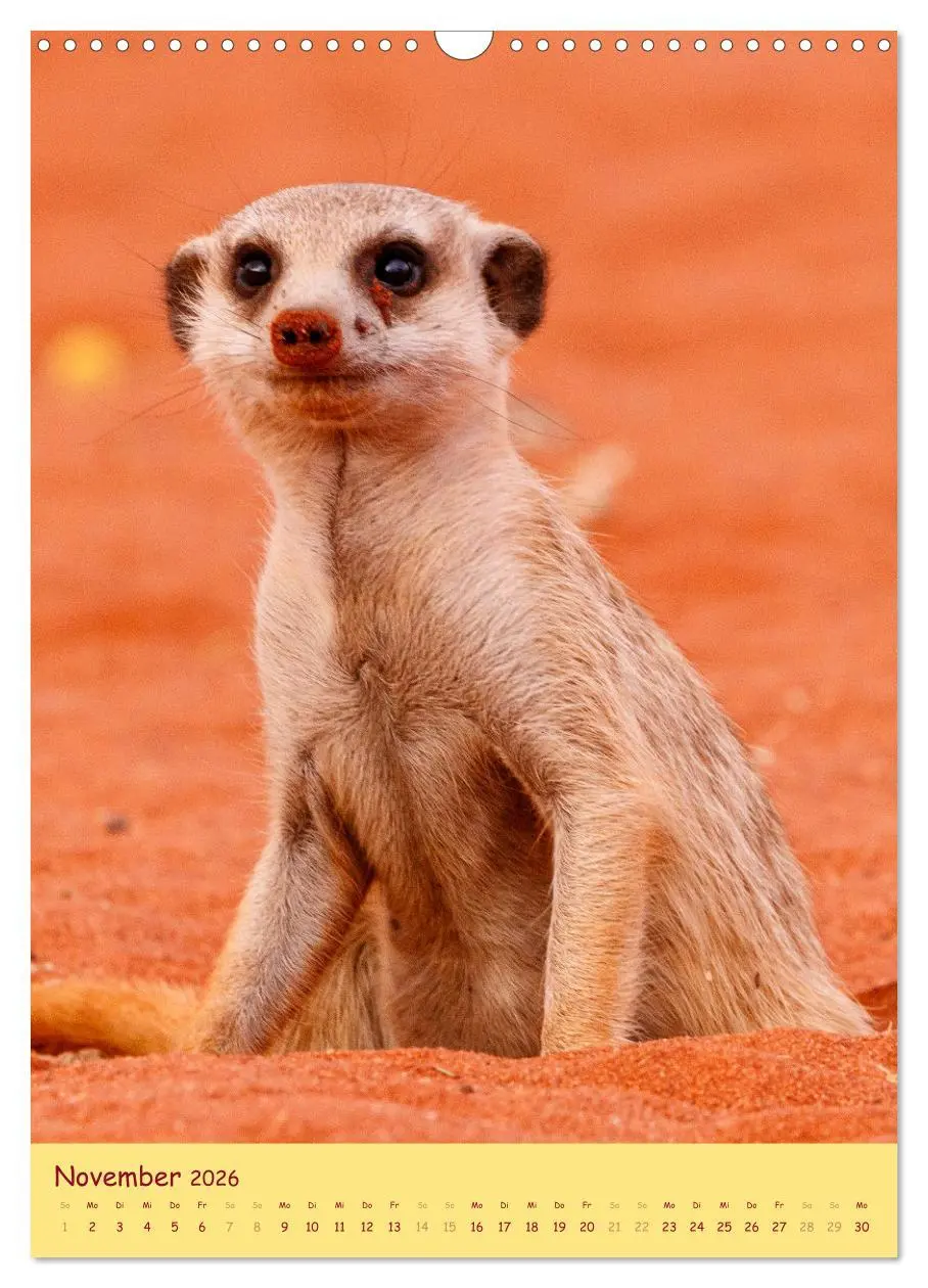 Bild: 9783516299007 | Erdmännchen - Eine Kolonie in der Kalahari (Wandkalender 2026 DIN...