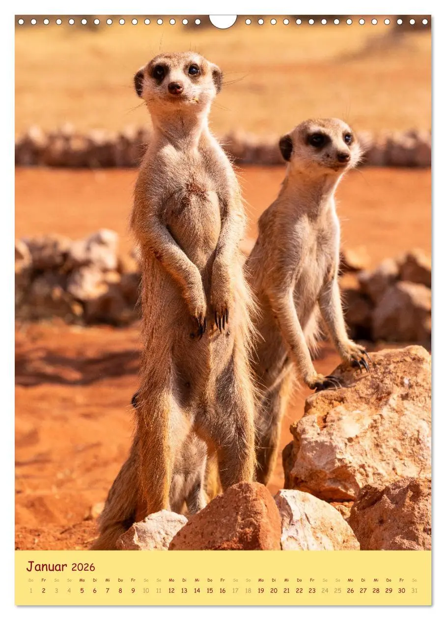 Bild: 9783516299007 | Erdmännchen - Eine Kolonie in der Kalahari (Wandkalender 2026 DIN...