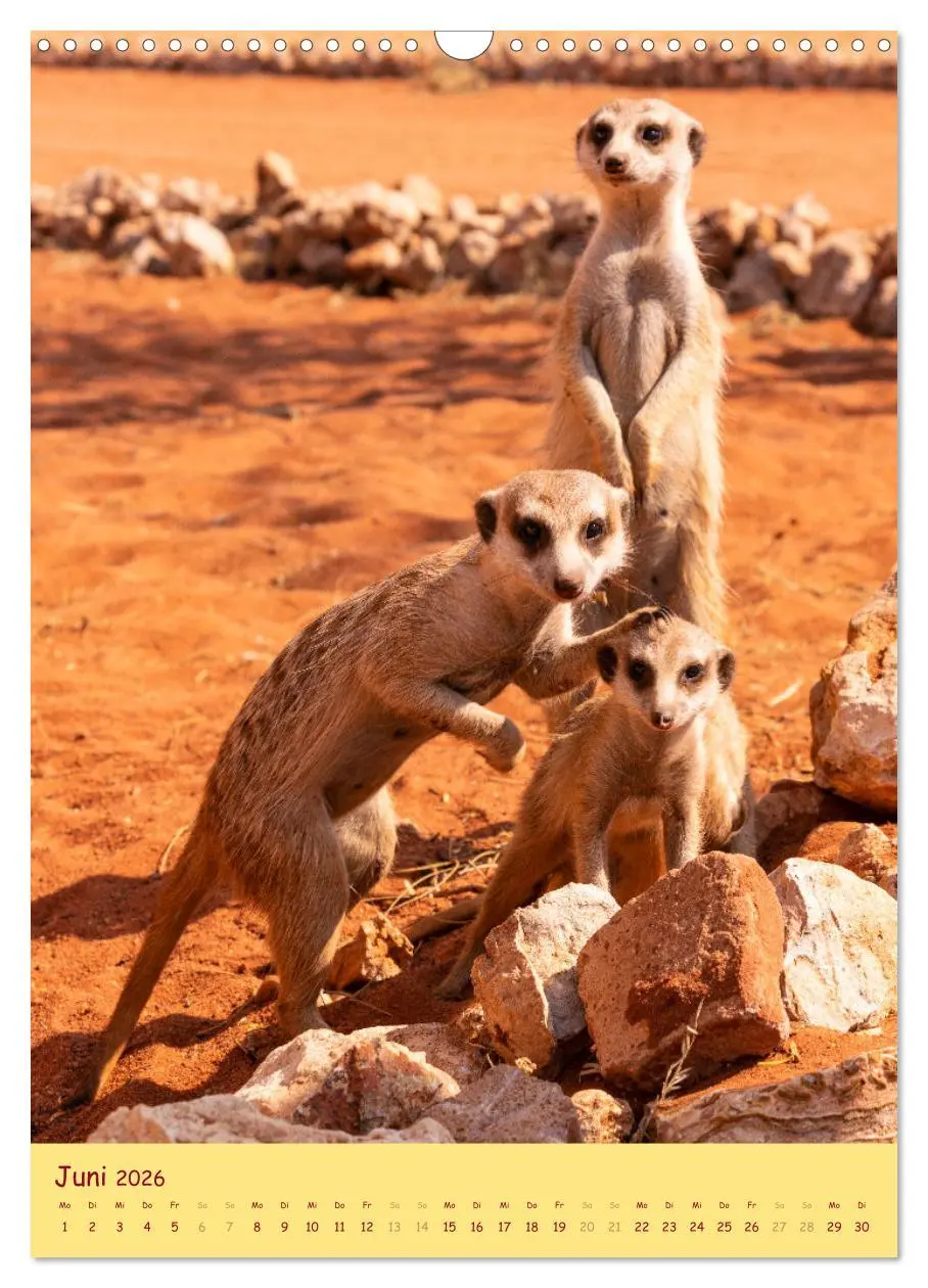 Bild: 9783516299007 | Erdmännchen - Eine Kolonie in der Kalahari (Wandkalender 2026 DIN...