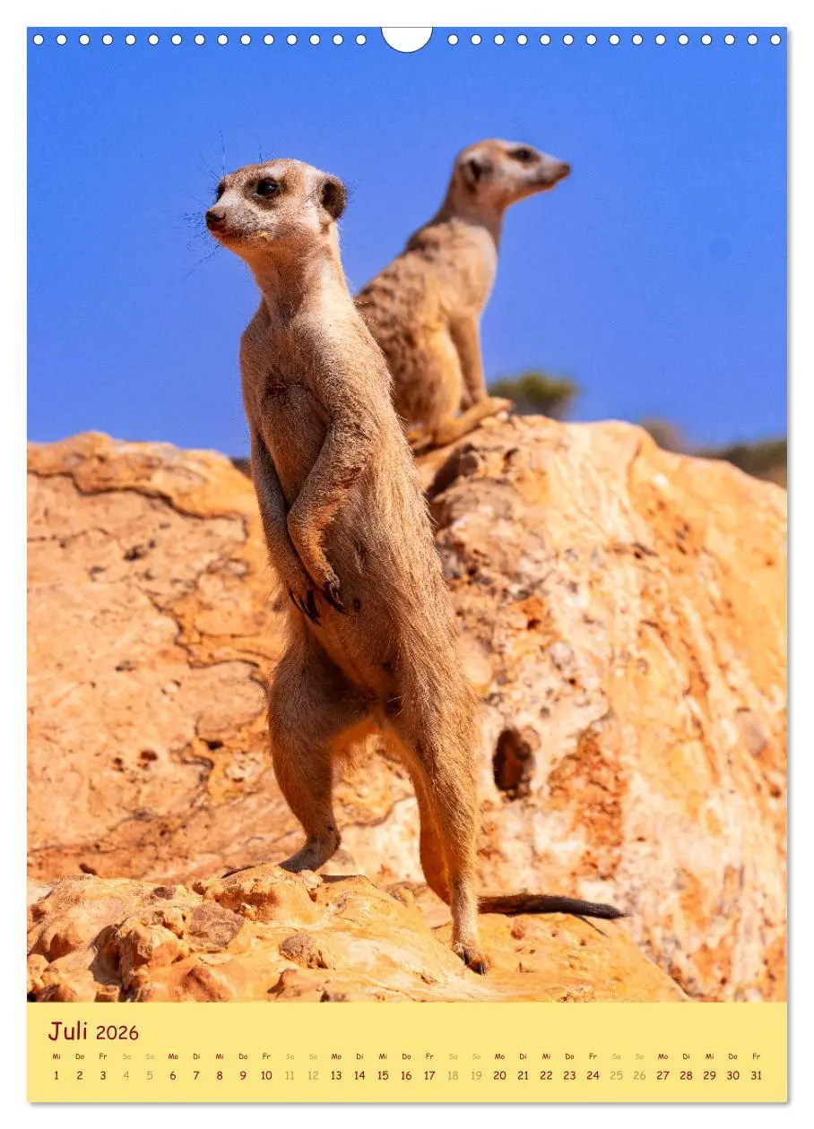 Bild: 9783516299007 | Erdmännchen - Eine Kolonie in der Kalahari (Wandkalender 2026 DIN...
