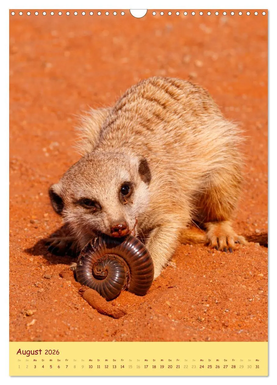 Bild: 9783516299007 | Erdmännchen - Eine Kolonie in der Kalahari (Wandkalender 2026 DIN...