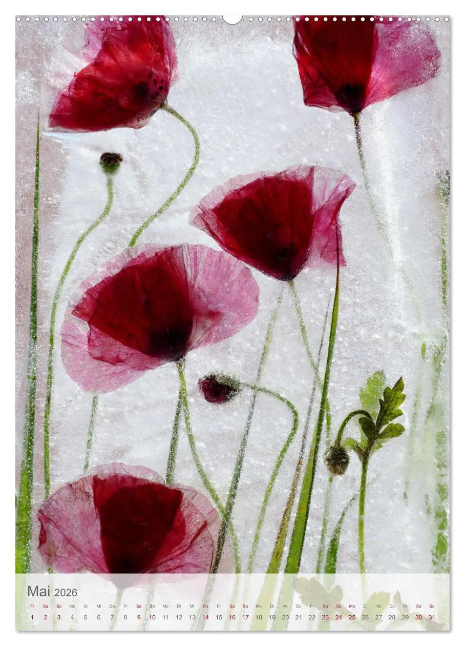 Bild: 9783516359107 | Blumen in Eis (hochwertiger Premium Wandkalender 2026 DIN A2 hoch),...