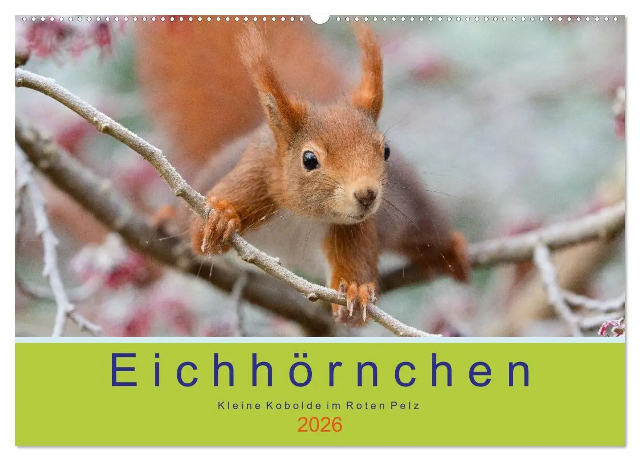 Cover: 9783516039207 | Eichhörnchen - Kleine Kobolde im Roten Pelz (Wandkalender 2026 DIN...