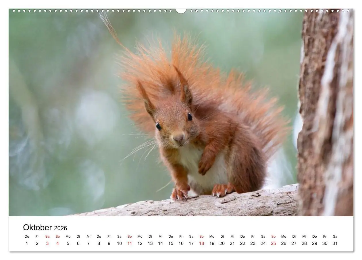 Bild: 9783516039207 | Eichhörnchen - Kleine Kobolde im Roten Pelz (Wandkalender 2026 DIN...