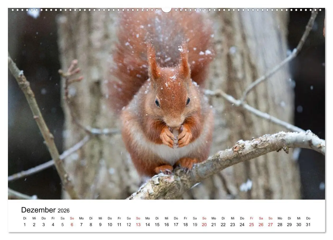 Bild: 9783516039207 | Eichhörnchen - Kleine Kobolde im Roten Pelz (Wandkalender 2026 DIN...