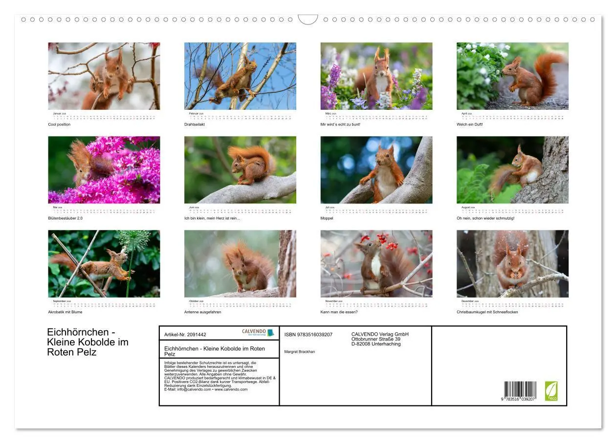 Bild: 9783516039207 | Eichhörnchen - Kleine Kobolde im Roten Pelz (Wandkalender 2026 DIN...