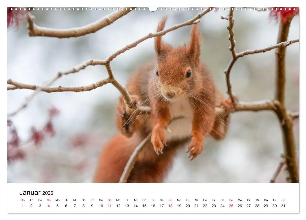 Bild: 9783516039207 | Eichhörnchen - Kleine Kobolde im Roten Pelz (Wandkalender 2026 DIN...